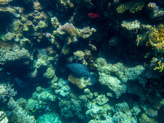 Fototapeta na wymiar Coral reef with its inhabitants in the Red Sea