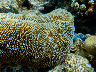 Coral reef with its inhabitants in the Red Sea