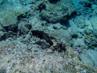 Coral reef with its inhabitants in the Red Sea