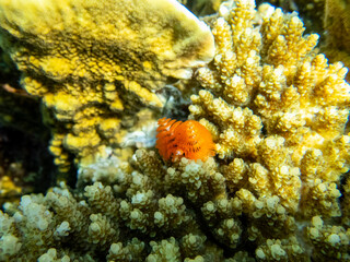 Coral reef with its inhabitants in the Red Sea