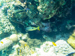 Coral reef with its inhabitants in the Red Sea