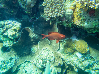Coral reef with its inhabitants in the Red Sea