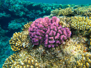 Coral reef with its inhabitants in the Red Sea © glebantiy