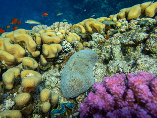 Coral reef with its inhabitants in the Red Sea