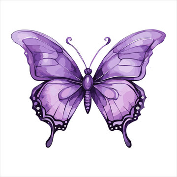 Watercolor purple butterfly on white background