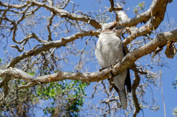 Kookaburra, North Stradbroke Island, Queensland, Australia