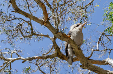 Kookaburra, North Stradbroke Island, Queensland, Australia