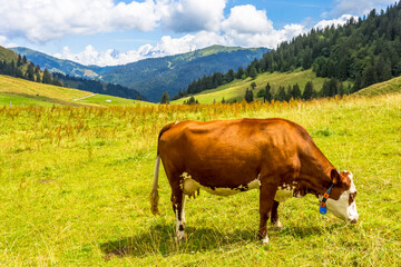 Fototapeta na wymiar Vache de race Abondance en alpage au col des Aravis, Savoie