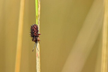A striking macro shot of a spiky, dark-colored Dicladispa testacea beetle larva, prominently...