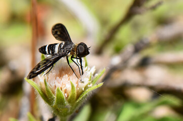 A striking black and white striped fly resting on a delicate white clover blossom, captured in...