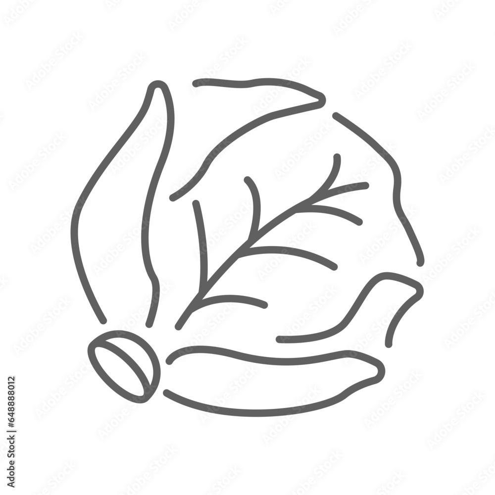 Wall mural Cabbage icon. Green organic vegetable and food logo. vegetarian salad recipe. Fresh  leaves lettuce. Outline style pictogram Editable stroke. Vector illustration. Design on white background. EPS 10