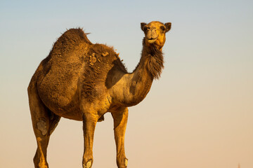 Wild desert camel portrait view in desert isolated view. Wild Desert camel roaming on desert walking and eating.