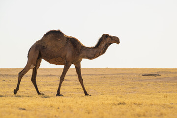 .Wild desert camel portrait view in desert isolated view. Wild Desert camel roaming on desert walking and eating. ..