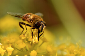 Hoverfly Foraging on Yellow Wildflower.  A detailed macro shot captures a hoverfly, Eristalis tenax...