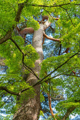 楓　カエデ　新緑　松島観瀾亭　宮城県