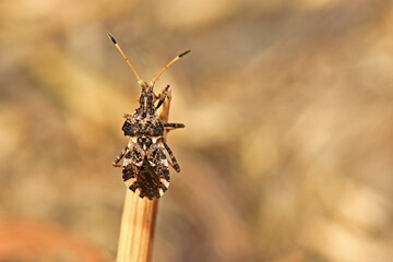 A macro shot of a Centrocoris spiniger, a type of spiky-legged stink bug, prominently perched on a...