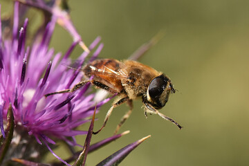 close-up shot captures a hoverfly (Eristalis tenax) perched on a vibrant purple thistle flower,...