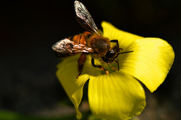 A macro shot capturing a honeybee actively collecting pollen from the vibrant yellow center of a...