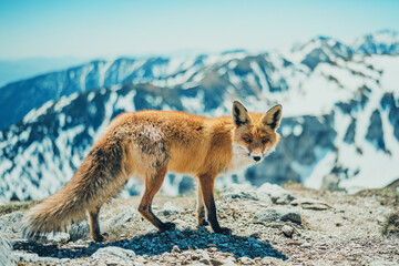 red fox vulpes in mountains