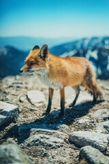 red fox vulpes in mountains