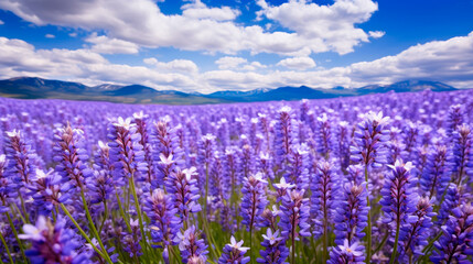 Beautiful lavender field