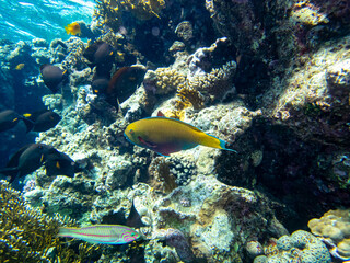 Naklejka na ściany i meble Beautiful coral reef with its inhabitant in the Red Sea