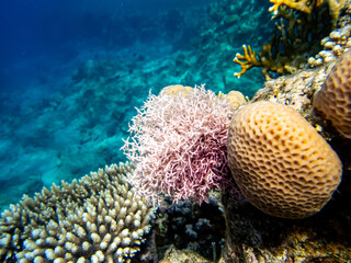 Beautiful coral reef with its inhabitant in the Red Sea