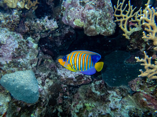 Beautiful coral reef with its inhabitant in the Red Sea