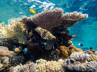 Beautiful coral reef with its inhabitant in the Red Sea