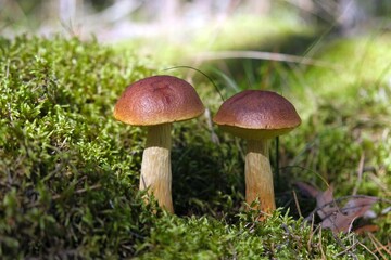 Close up of two mushrooms Aureoboletus projectellus, bolete fungus. Found in North America, and recently in Europe.