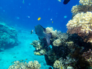 Beautiful coral reef with its inhabitant in the Red Sea