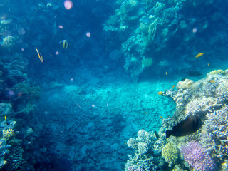 Fototapeta na wymiar Beautiful coral reef with its inhabitant in the Red Sea