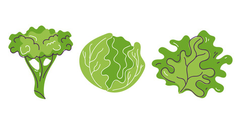 Broccoli cabbage lettuce isolated set. Vector flat graphic design illustration