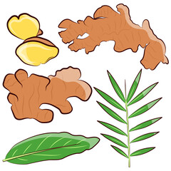 all type of ginger set vector illustration hand drawn