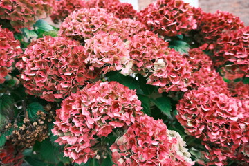 red and white flowers