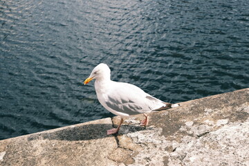 Obraz premium seagull on rock