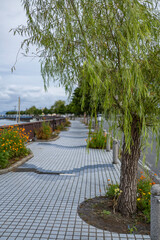 街路樹と歩道沿いに咲く植物
