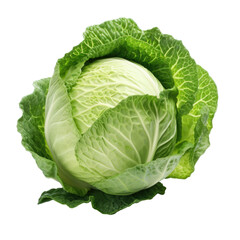 Fototapeta premium Cabbage isolated in transparent background. Close up of a cabbage on a white background. Perfect for food designs, health and wellness content, recipe books, and vegetarian marketing materials