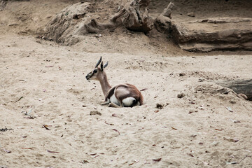 antelope in the zoo