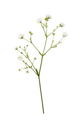 Small white gypsophila flowers isolated on white or transparent background