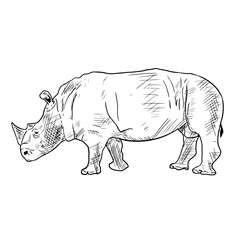 Rhino illustration. Isolated on white. Hand drawn sketch.