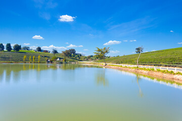 Fototapeta premium The Beautiful fresh green tea plantation at north, Thailand.