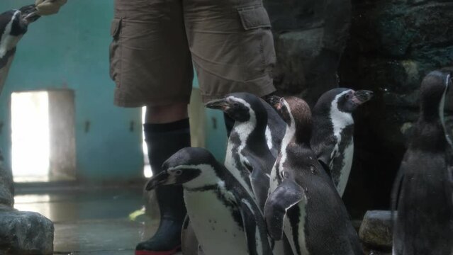 Little blue penguins eating. Trainer feeds fish to penguins. Eudyptula minor in captivity