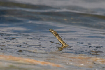 Dice snake in the water (Natrix tessellata)