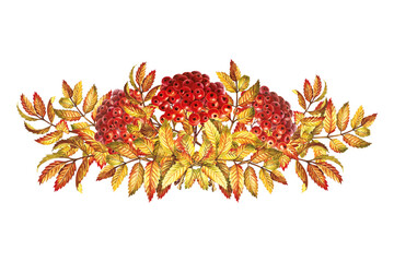 Obraz premium Autumn mountain ash, a composite bouquet. The watercolor is hand-drawn. Artistic, color, colorized illustration. Isolate. For labels, packages. For, printed products. For stickers, posters and banners