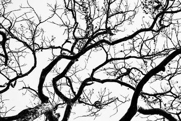 Background of branches and sky in black and white tones