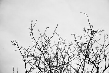 Fototapeta na wymiar Background of branches and sky in black and white tones