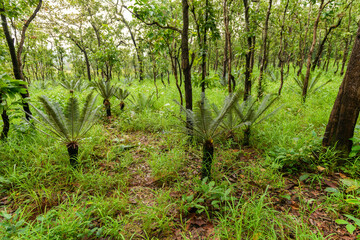 Cycas siamensis tree in forest mountain at Sai Thong National Park Chaiyaphum province