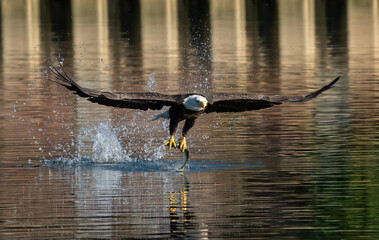bald eagle in the water