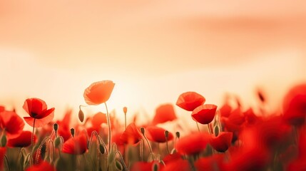 Beautiful nature background with red poppy flower